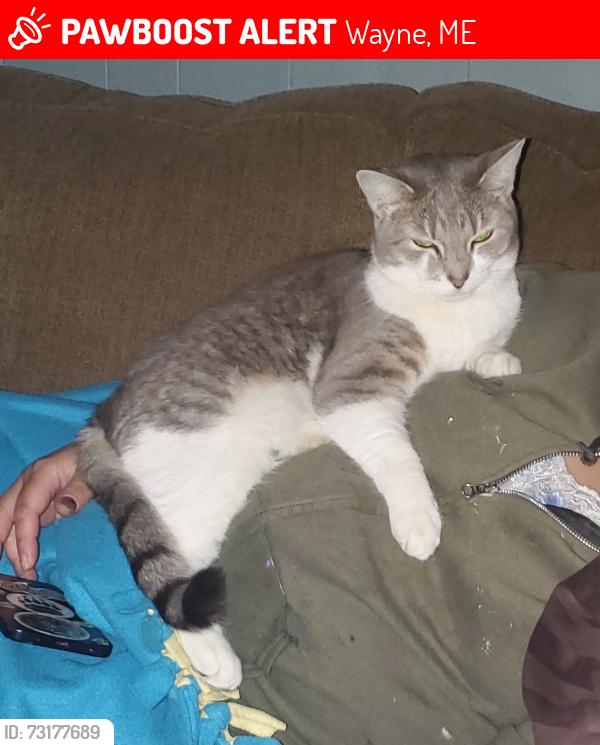 Lost Female Cat last seen Lord rd, main street, maxim rd, Bessie road, Wayne, ME 04284