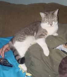 Lost Female Cat last seen Lord rd, main street, maxim rd, Bessie road, Wayne, ME 04284