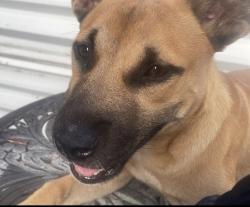 Lost Female Dog last seen By ware hses, Miami, FL 33147