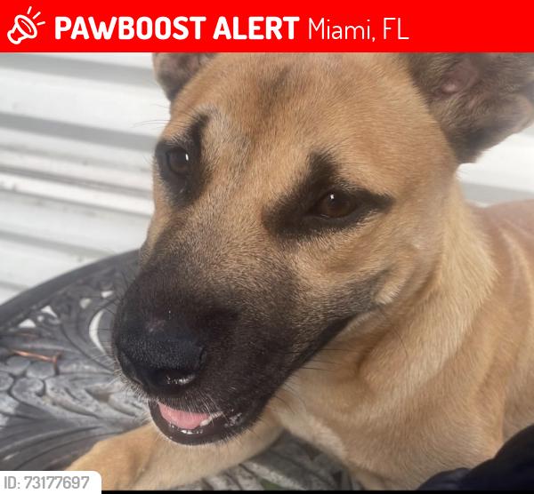 Lost Female Dog last seen By ware hses, Miami, FL 33147