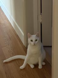 Reunited Male Cat last seen new St, San Jose, CA 95132