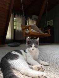 Lost Female Cat last seen Near Gilbert st, Springfield, VA 22150