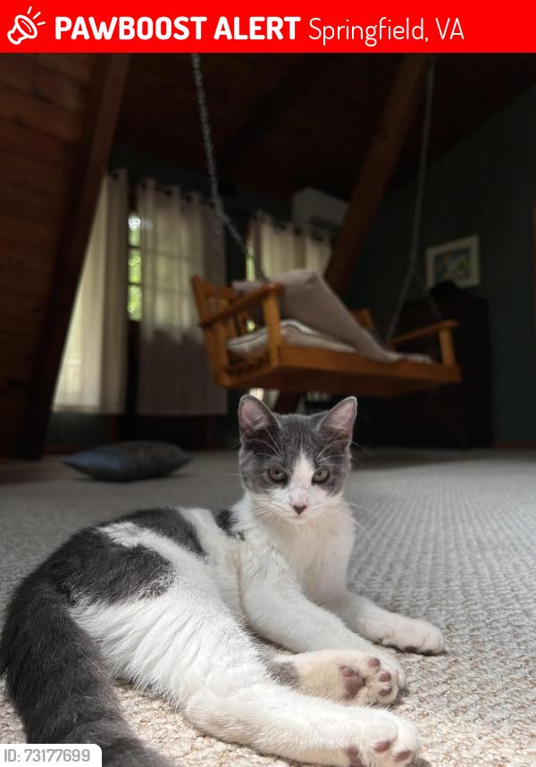 Lost Female Cat last seen Near Gilbert st, Springfield, VA 22150