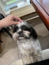 Reunited Male Dog last seen Forest Heights lane & Westhall lane, Houston, TX 77095