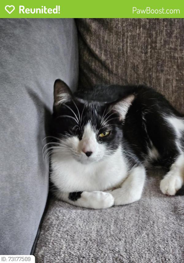Reunited Female Cat last seen Woodview heights, Tulsa, OK 74107