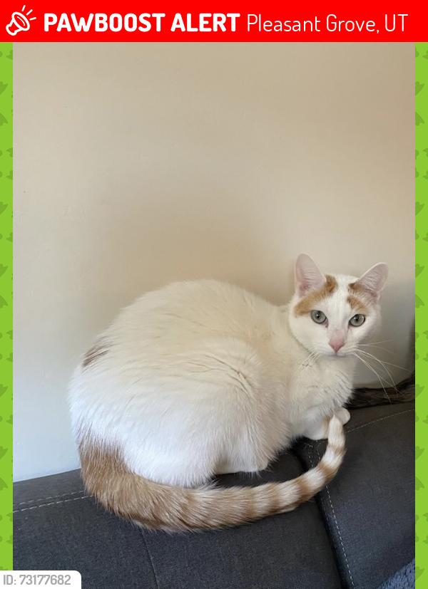 Lost Male Cat last seen Near N 300 E Pleasant Grove Utah apmt 4, Pleasant Grove, UT 84062