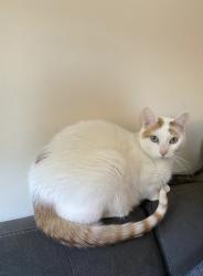 Lost Male Cat last seen Near N 300 E Pleasant Grove Utah apmt 4, Pleasant Grove, UT 84062