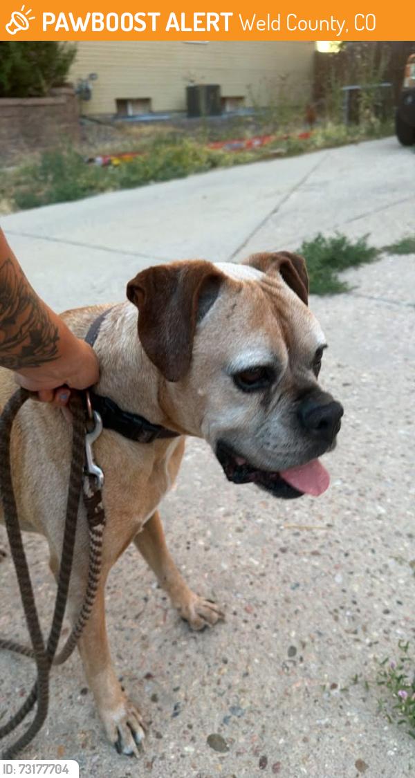 Found/Stray Male Dog last seen 49th st and 47th ave, Weld County, CO 80634