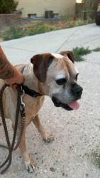 Found/Stray Male Dog last seen 49th st and 47th ave, Weld County, CO 80634
