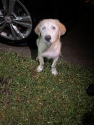 Found/Stray Female Dog last seen Settlers village neighborhood, Katy, TX 77449