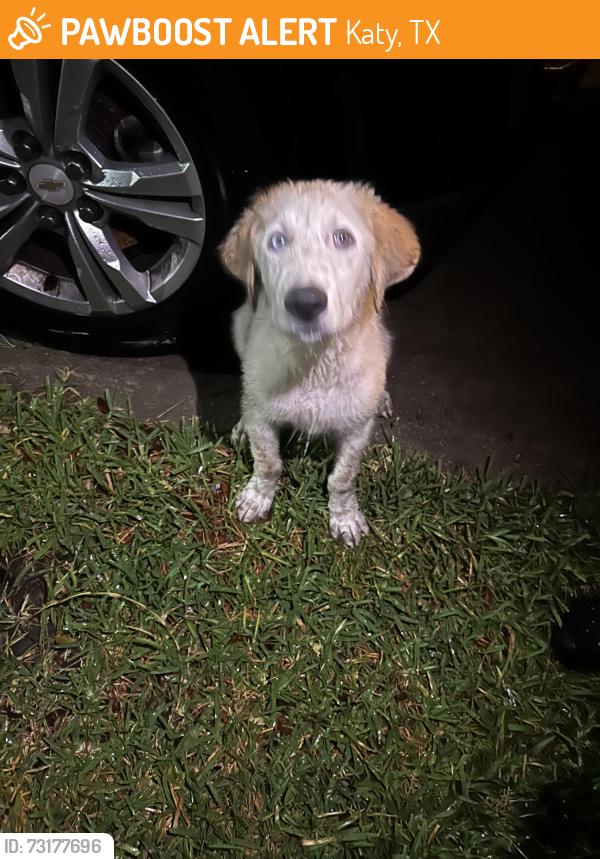 Found/Stray Female Dog last seen Settlers village neighborhood, Katy, TX 77449