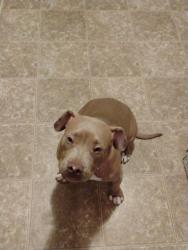 Reunited Female Dog last seen Rex Rd, Lake City, GA 30260