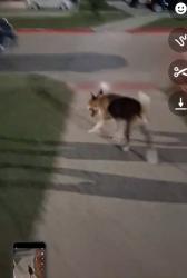 Found/Stray Male Dog last seen Live oak, leafy hollow, Live Oak, TX 78233