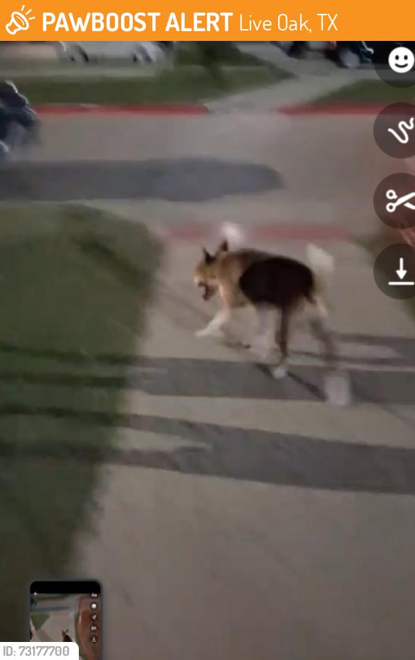 Found/Stray Male Dog last seen Live oak, leafy hollow, Live Oak, TX 78233