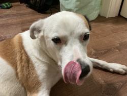 Lost Female Dog last seen Evergreen church, Bothell, WA 98021