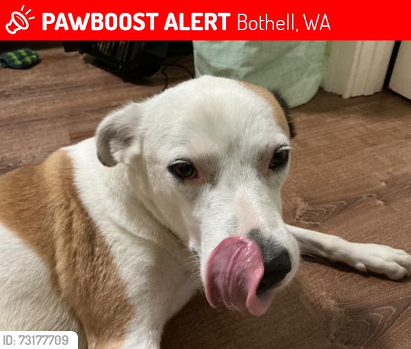 Lost Female Dog last seen Evergreen church, Bothell, WA 98021