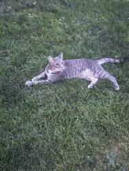Found/Stray Unknown Cat last seen Candelaria and Juan tabo, Albuquerque, NM 87111