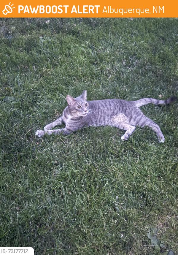 Found/Stray Unknown Cat last seen Candelaria and Juan tabo, Albuquerque, NM 87111