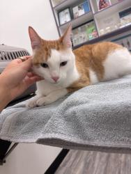 Reunited Male Cat last seen West Gray Street, Whole Foods Market, River Oaks Shopping Center, Buffalo Bayou Park, and the Montrose/River Oaks area. Also near Waugh Drive and South Shepherd Drive., Houston, TX 77019
