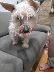 Found/Stray Female Dog last seen Flushing, Queens, NY 11354