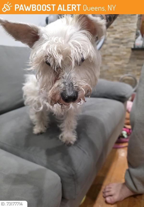 Found/Stray Female Dog last seen Flushing, Queens, NY 11354