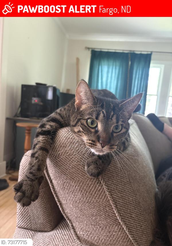 Lost Male Cat last seen 11th St S and 12th Ave S, Fargo, ND 58103