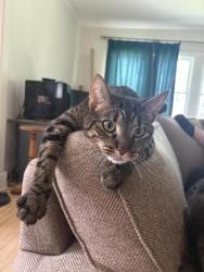 Lost Male Cat last seen 11th St S and 12th Ave S, Fargo, ND 58103