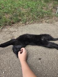 Reunited Female Cat last seen Villa st & George st by the liquor store, Elgin, IL 60120