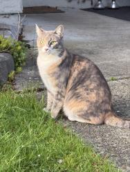 Lost Female Cat last seen Inlet Street, Coquitlam, BC 