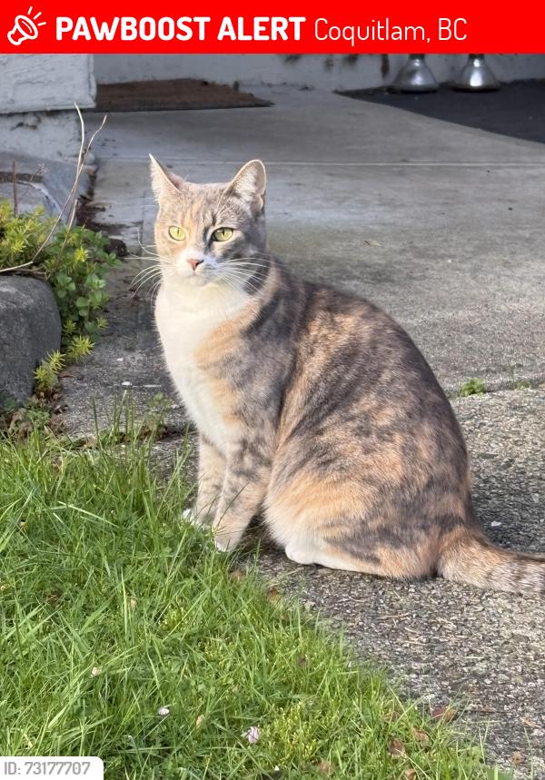 Lost Female Cat last seen Inlet Street, Coquitlam, BC 