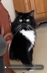 Lost Female Cat last seen Lakes of Bridgewater subdivision/ lantern bay lane and morningtide dr, Katy, TX 77449