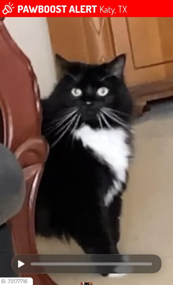 Lost Female Cat last seen Lakes of Bridgewater subdivision/ lantern bay lane and morningtide dr, Katy, TX 77449