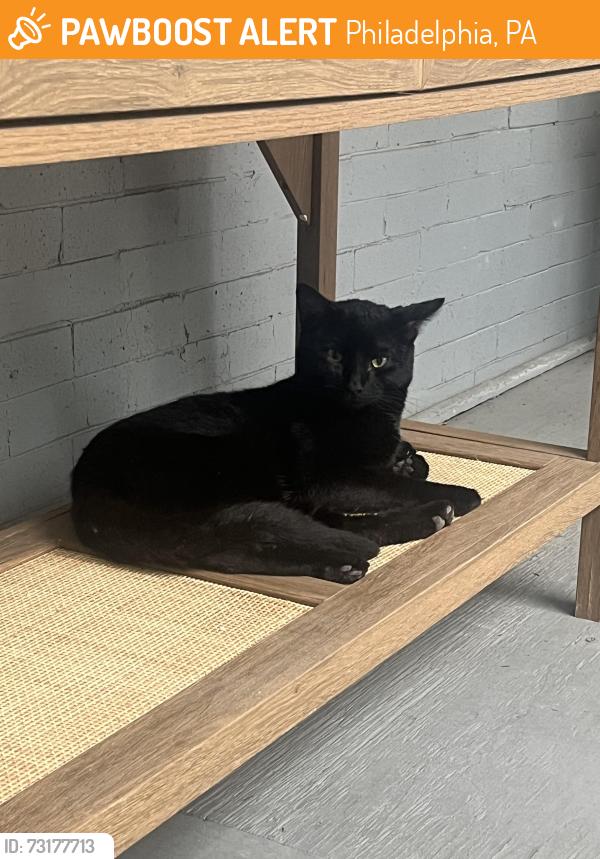 Found/Stray Male Cat last seen North Paxon x Arch, Philadelphia, PA 19132