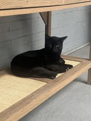 Found/Stray Male Cat last seen North Paxon x Arch, Philadelphia, PA 19132