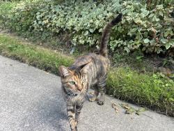 Found/Stray Unknown Cat last seen Summit Street, Wadsworth, OH 44281