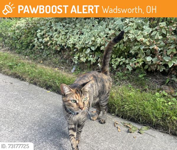 Found/Stray Unknown Cat last seen Summit Street, Wadsworth, OH 44281