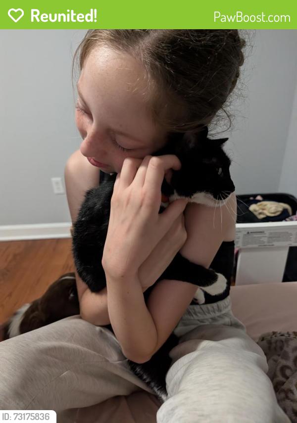 Reunited Female Cat last seen Sunline and Lake Forest, Spartanburg, SC 29307