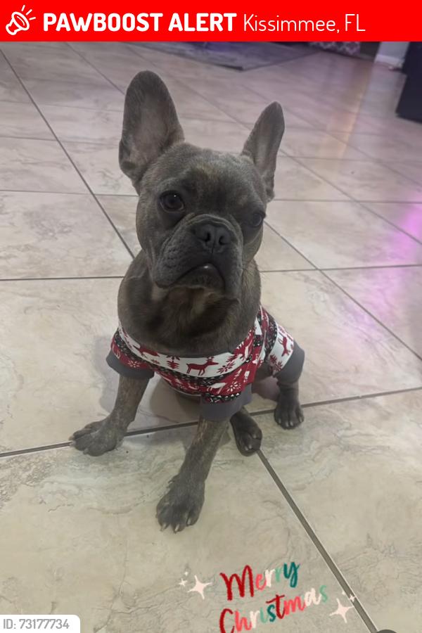 Lost Male Dog last seen Osceola parkway and Andover, Kissimmee, FL 34743