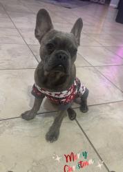 Lost Male Dog last seen Osceola parkway and Andover, Kissimmee, FL 34743