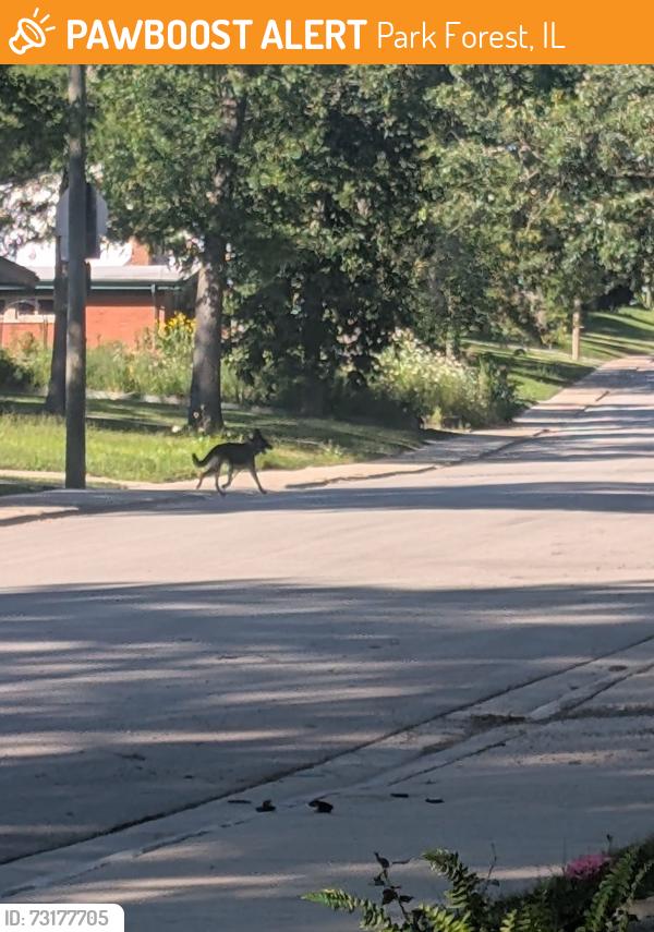 Found/Stray Male Dog last seen Osage, Orchard, Onarga, Oswego, Osage, Orchard, BlackhawkAll the “O” streets on the south end were f Park Gorest Illinois, Park Forest, IL 60466