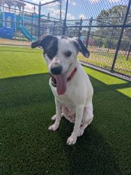 Lost Male Dog last seen Peace Blvd and Shady Hills, Shady Hills, FL 34610