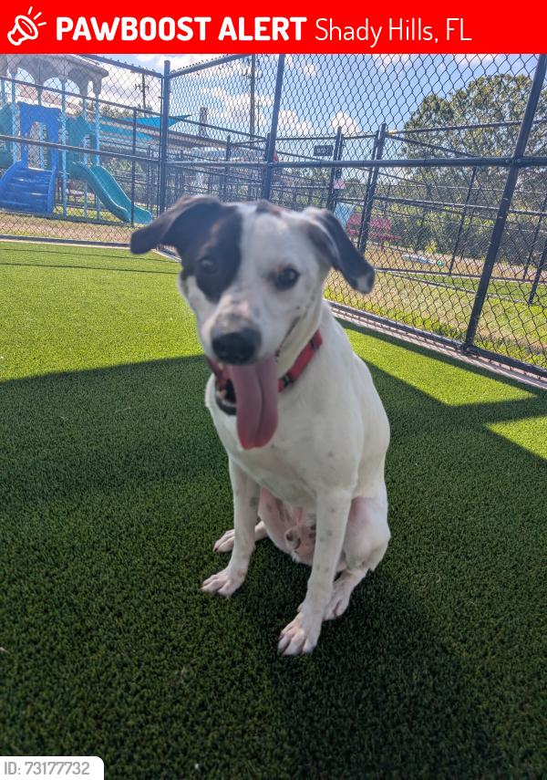 Lost Male Dog last seen Peace Blvd and Shady Hills, Shady Hills, FL 34610