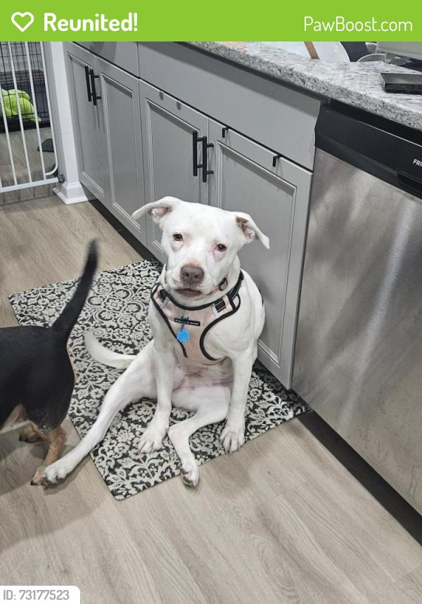Reunited Female Dog last seen She was last seen in our yard, Columbia, SC 29203