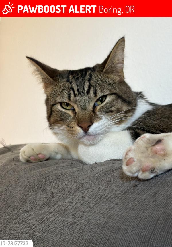 Lost Male Cat last seen Revenue, Boring, OR 97009