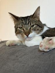 Lost Male Cat last seen Revenue, Boring, OR 97009