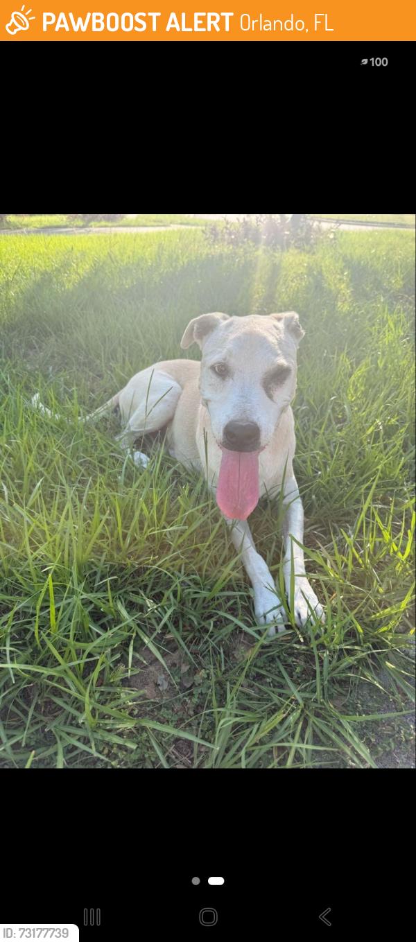 Found/Stray Male Dog last seen Summer lakes, Orlando, FL 32835