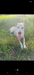 Found/Stray Male Dog last seen Summer lakes, Orlando, FL 32835