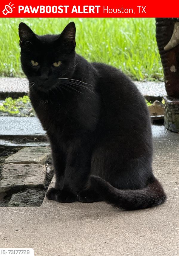 Lost Female Cat last seen Beltway 8 and Memorial Drive, Houston, TX 77024