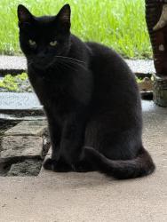 Lost Female Cat last seen Beltway 8 and Memorial Drive, Houston, TX 77024