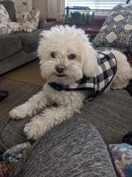 Lost Male Dog last seen Isabel, Los Angeles, CA 90065